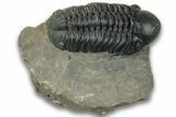 Prone Reedops Trilobite - Atchana, Morocco #323692-2